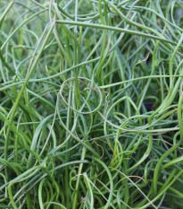 Sítina rozkladitá Spiralis - Juncus effusus - semena sítiny - 20 ks