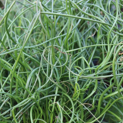 Sítina rozkladitá Spiralis - Juncus effusus - semena sítiny - 20 ks
