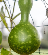 Lagenárie Froggy - Lagenaria siceraria - semena lagenárie - 6 ks