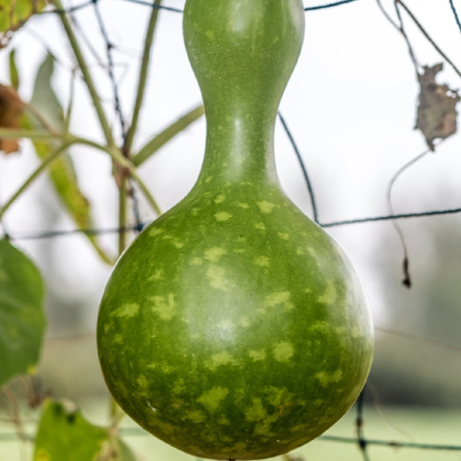 Lagenárie Froggy - Lagenaria siceraria - semena lagenárie - 6 ks