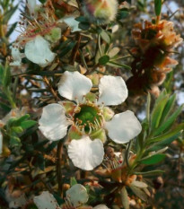 Woolly Tea Tree - Leptospermum Lanigerum - semena tea tree - 20 ks