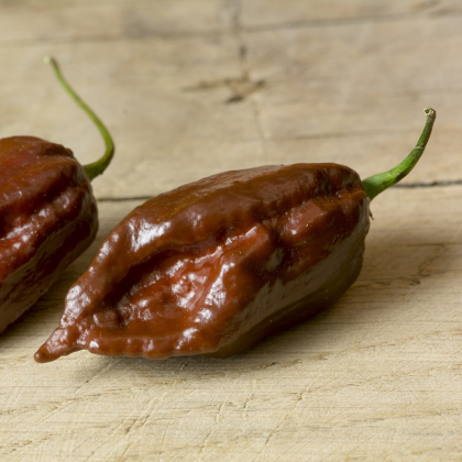 Chilli Black naga – Capsicum chinense – semena chilli – 6 ks