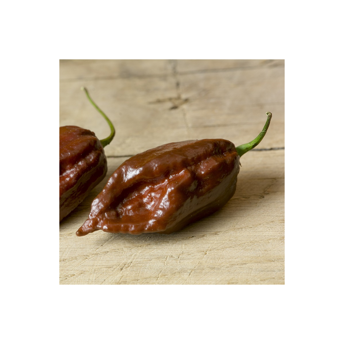 Chilli Black naga – Capsicum chinense – semena chilli – 6 ks