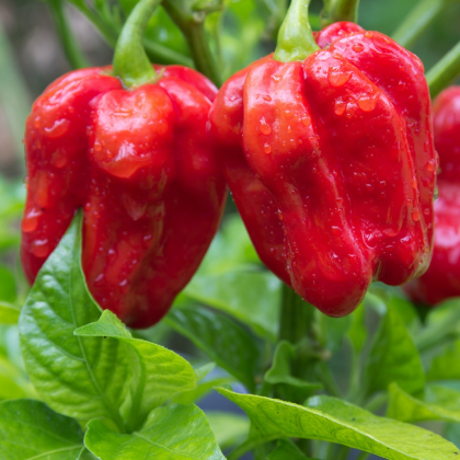 Chilli červené Habanero - Capsicum chinense - semena chilli - 6 ks