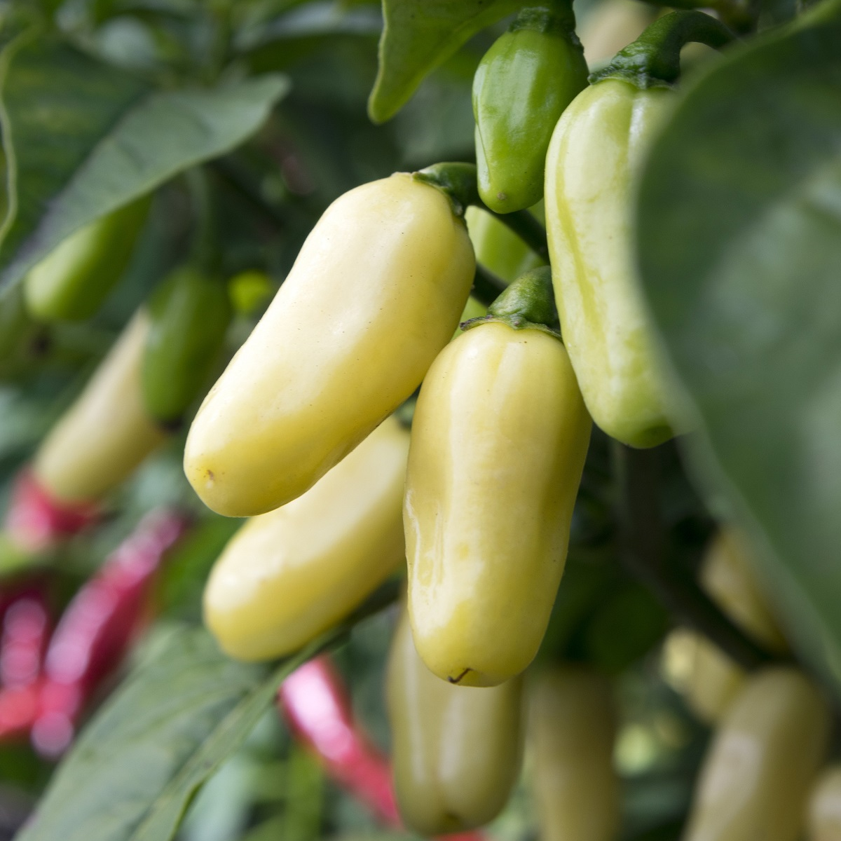 Chilli Habanero White - Capsicum chinense - semena chilli - 6 ks
