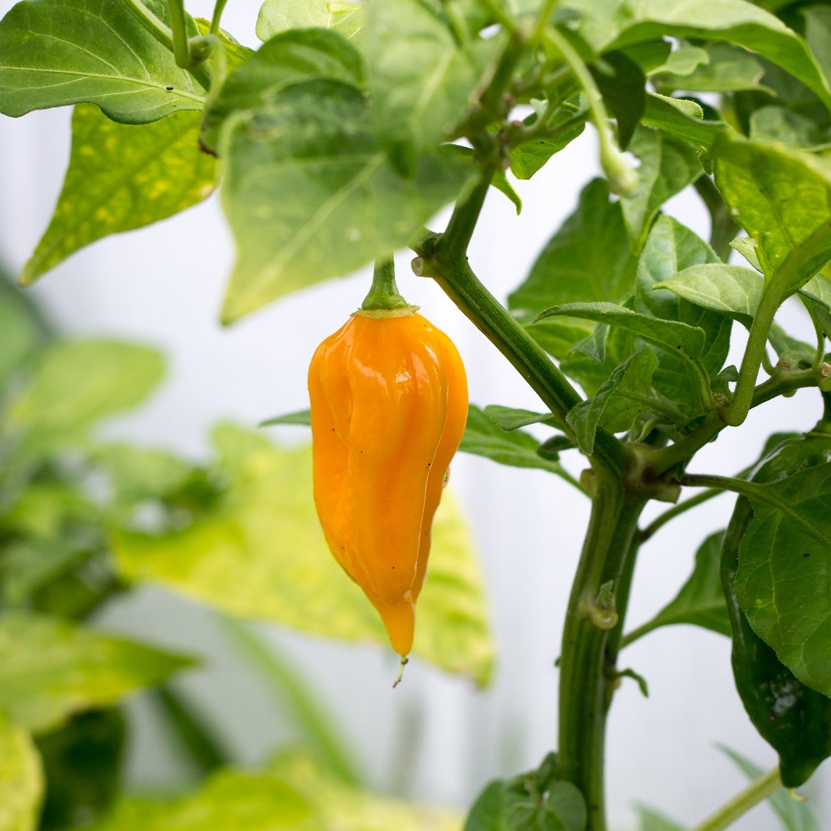 Chilli žluté Bhut Jolkia - Capsicum chinense - semena chilli - 5 ks