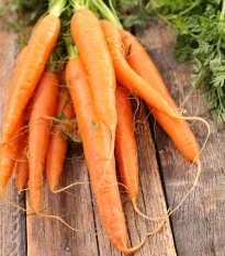 BIO Mrkev raná Amiva - Daucus carota - bio semena mrkve - 400 ks