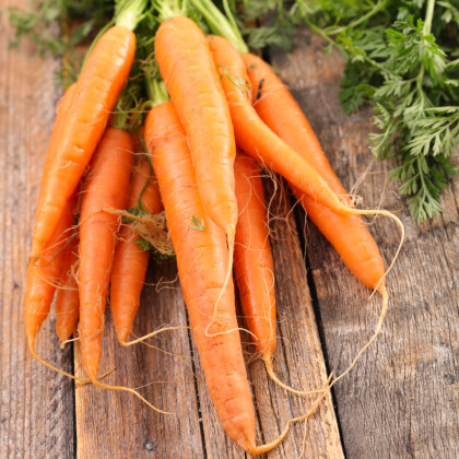 BIO Mrkev raná Amiva - Daucus carota - bio semena mrkve - 400 ks