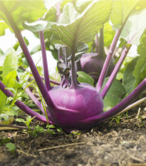 Kedluben raný modrý Ametyst F1 - Brassica oleracea - semena kedlubnu - 50 ks