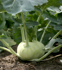 Kedluben bílý pozdní Gaston F1 - Brassica oleracea - semena kedlubnu - 50 ks