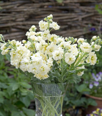 Lewkonia letnia Anytime Yellow – Matthiola incana – nasiona lewkonii – 60 szt.