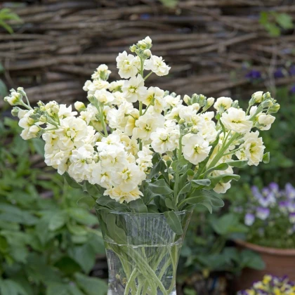 Lewkonia letnia Anytime Yellow – Matthiola incana – nasiona lewkonii – 60 szt.