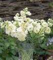 Lewkonia letnia Anytime Yellow – Matthiola incana – nasiona lewkonii – 60 szt.
