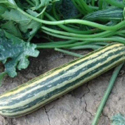 Moravoseed