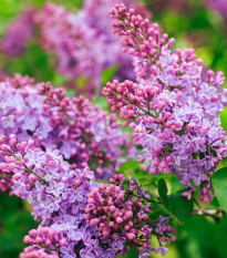 Šeřík obecný - Syringa vulgaris - semena šeříku - 8 ks