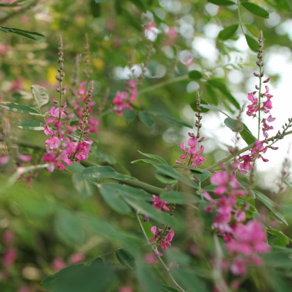 Indigovník barvířský - Indigofera tinctoria - semena indigovníku - 7 ks