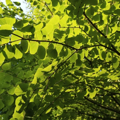Zmarličník japonský - Cercidiphyllum japonicum - semena zmarličníku - 8 ks