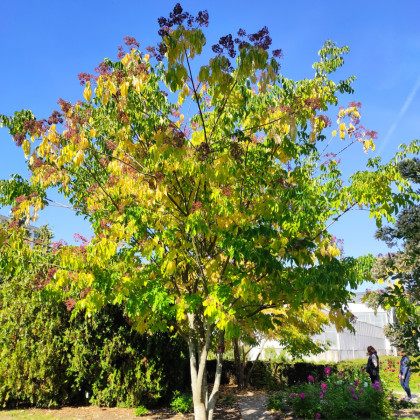 Ampák Danielův - Tetradium daniellii - semena evodie - 7 ks