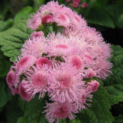 Nestařec americký Pink - Ageratum houstonianum - semena nestařce - 30 ks