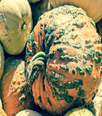 Tykev Knuckle Head F1 - Cucurbita pepo - semena tykve - 4 ks