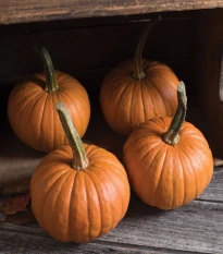 Tykev obecná Baby Bear - Cucurbita maxima - semena tykve - 4 ks