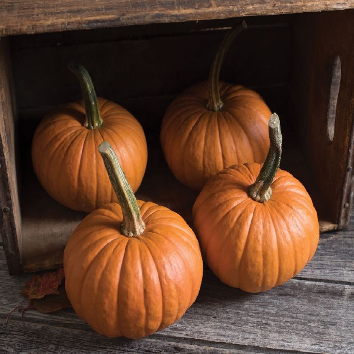 Tykev obecná Baby Bear - Cucurbita maxima - semena tykve - 4 ks