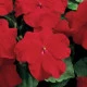 Netýkavka červená Accent F1 - Impatiens walleriana - semena netýkavky - 20 ks