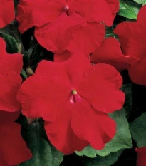 Netýkavka červená Accent F1 - Impatiens walleriana - semena netýkavky - 20 ks
