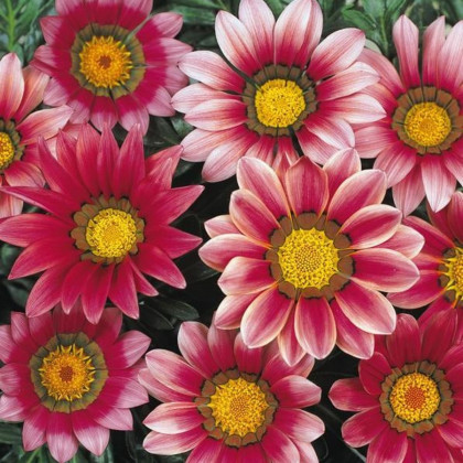 Gazánie New Day Pink Day F1 - Gazania rigens - semena gazánie - 20 ks