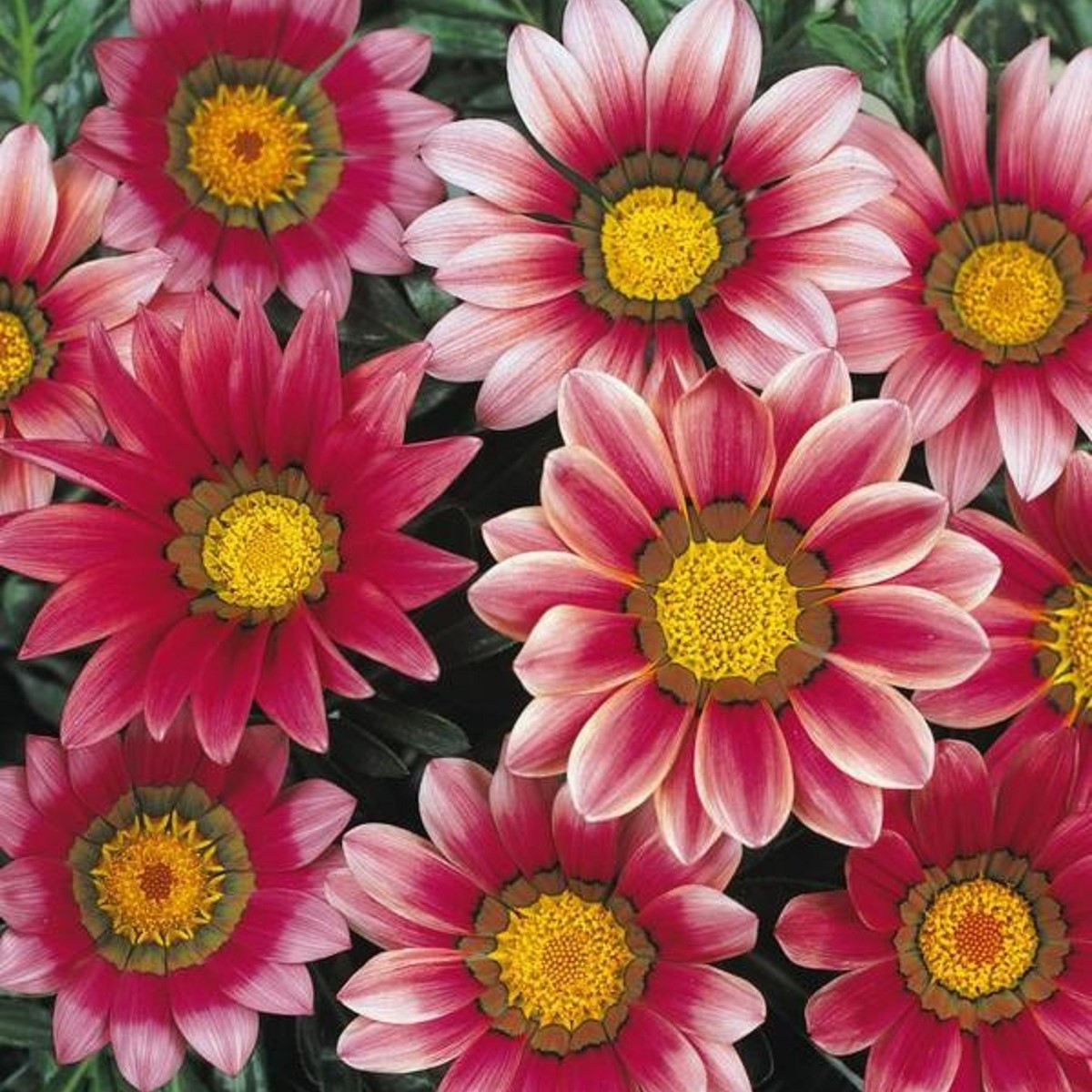 Gazánie New Day Pink Day F1 - Gazania rigens - semena gazánie - 20 ks