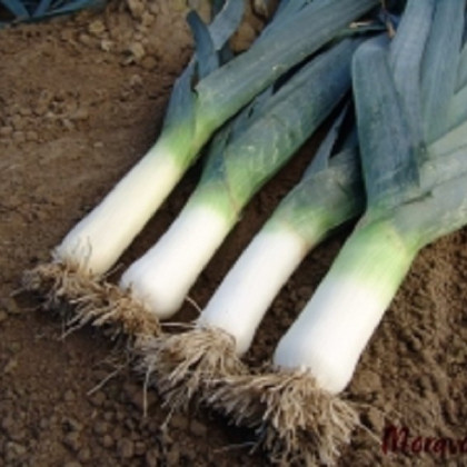 Pór zimní Titus - Allium porrum - semena póru - 200 ks