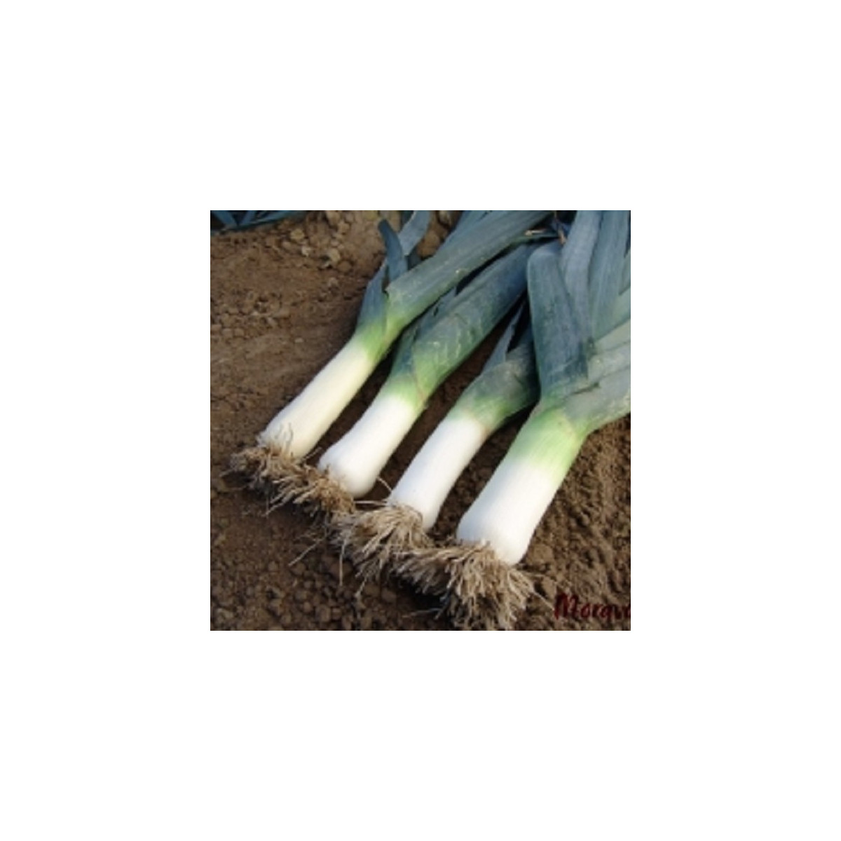 Pór zimní Titus - Allium porrum - semena póru - 200 ks