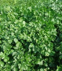 Petržel Fest - Petroselinum crispum - semena petržele - 450 ks