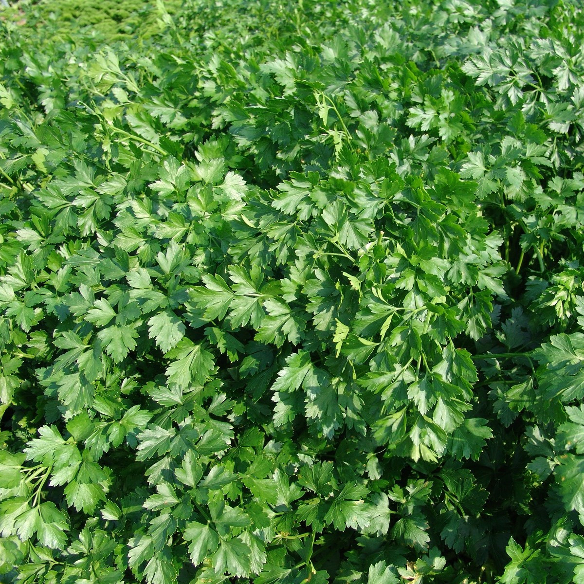 Petržel Fest - Petroselinum crispum - semena petržele - 450 ks