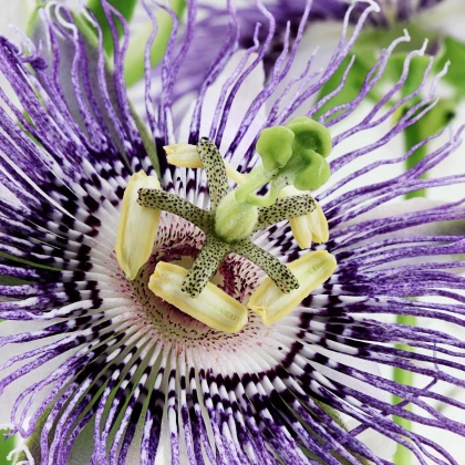 Passiflora actinia - Mučenka křídlatá - semena 4 ks