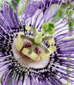 Passiflora actinia - Mučenka křídlatá - semena 4 ks