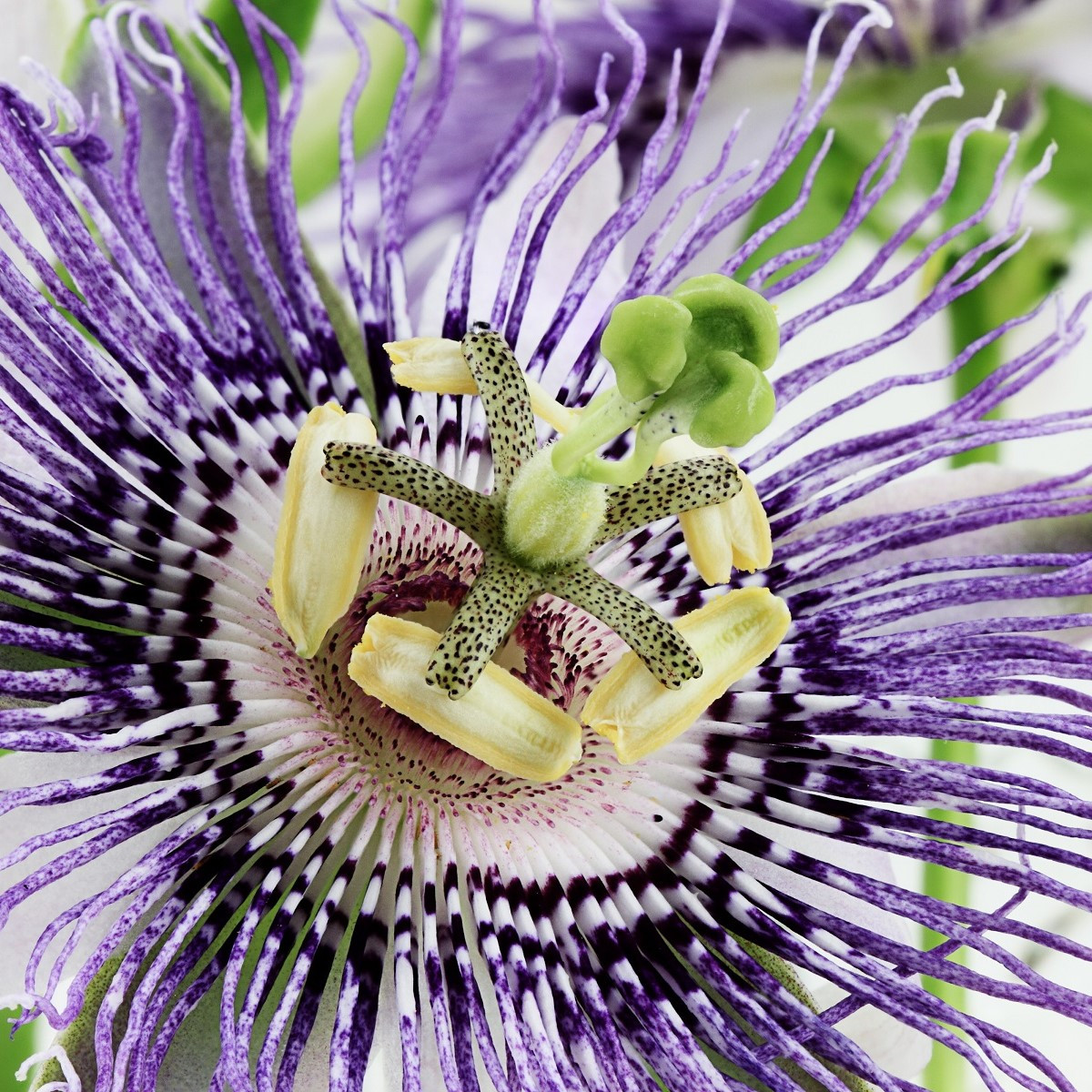 Passiflora actinia - Mučenka křídlatá - semena 4 ks
