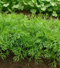 Kopr vonný Compact - Anethum graveolens - semena kopru - 500 ks