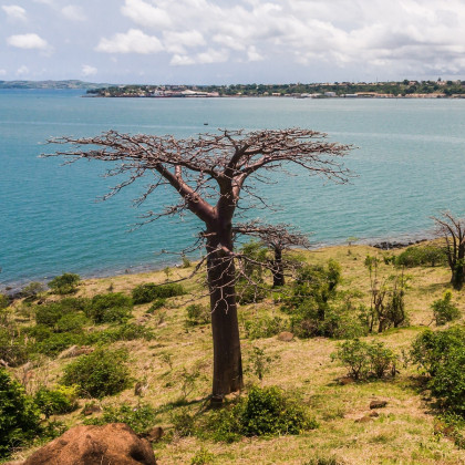 Baobab suarézský - Lahvový strom - Adansonia suarezensis - semena baobabu - 2 ks