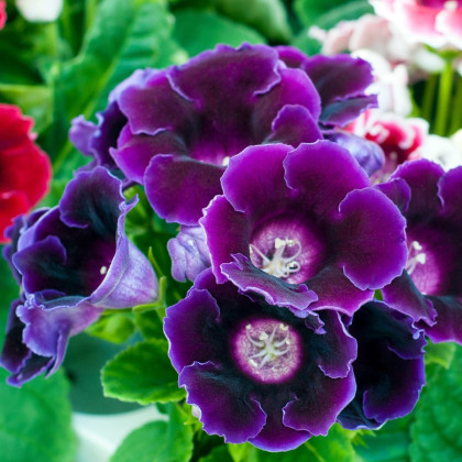 Gloxiníe Hollywood - Sinningia - hlízy gloxínie - 1 ks