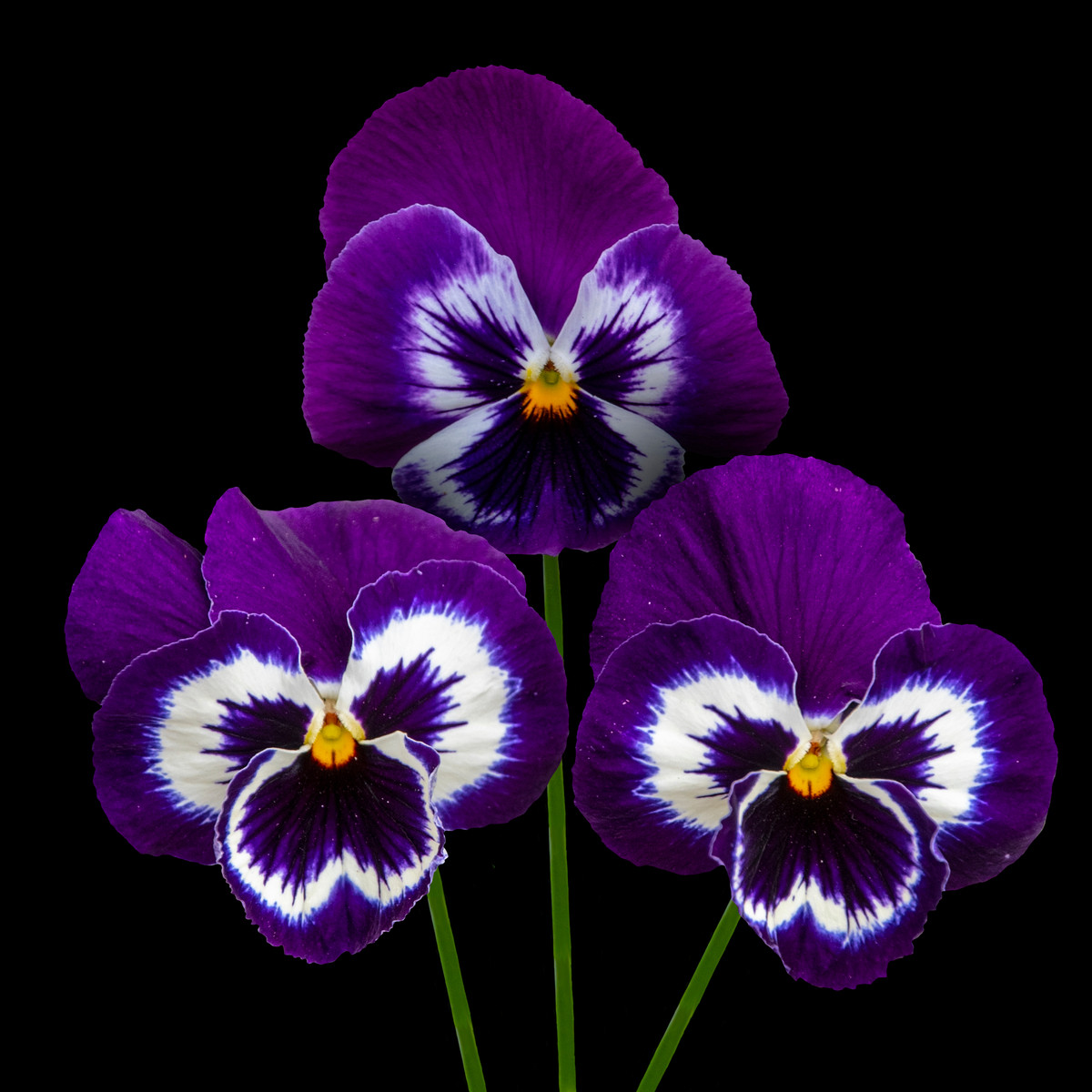 Violka fialovobílá Inspire F1 - Viola x wittrockiana - semena violky - 20 ks