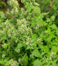 Šanta kočičí citrónová - Nepeta cataria var. citriodora - semena šanty - 15 ks