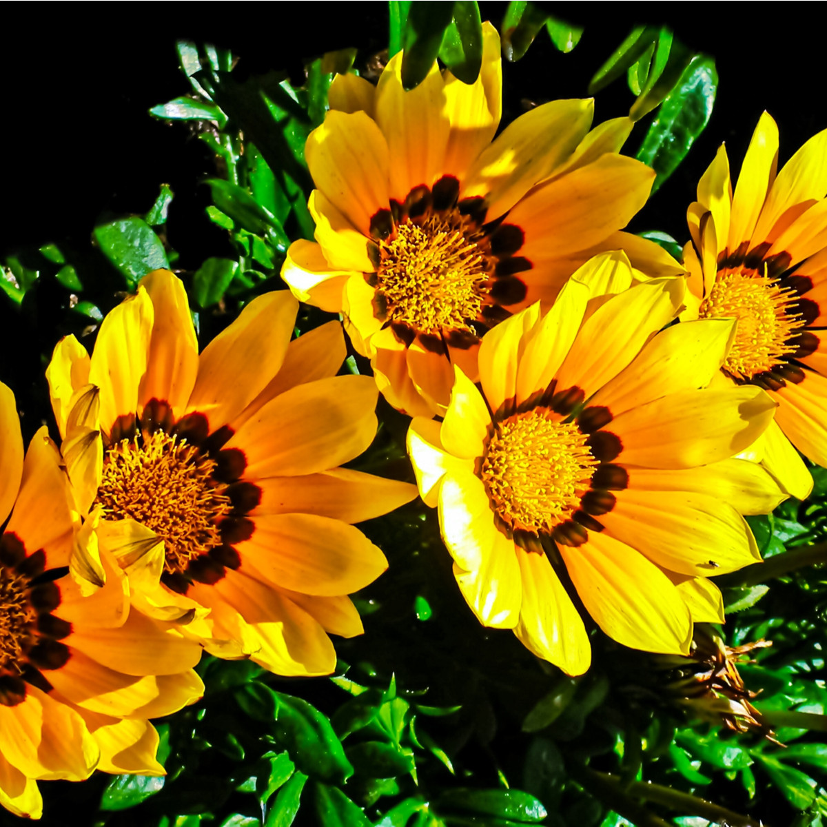 Gazánie Kiss Yellow F1 - Gazania rigens - semena gazánie - 12 ks