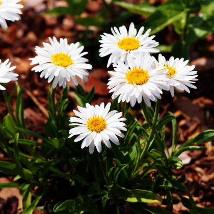 Astra alpínská bílá - Aster alpinus - semena astry - 50 ks