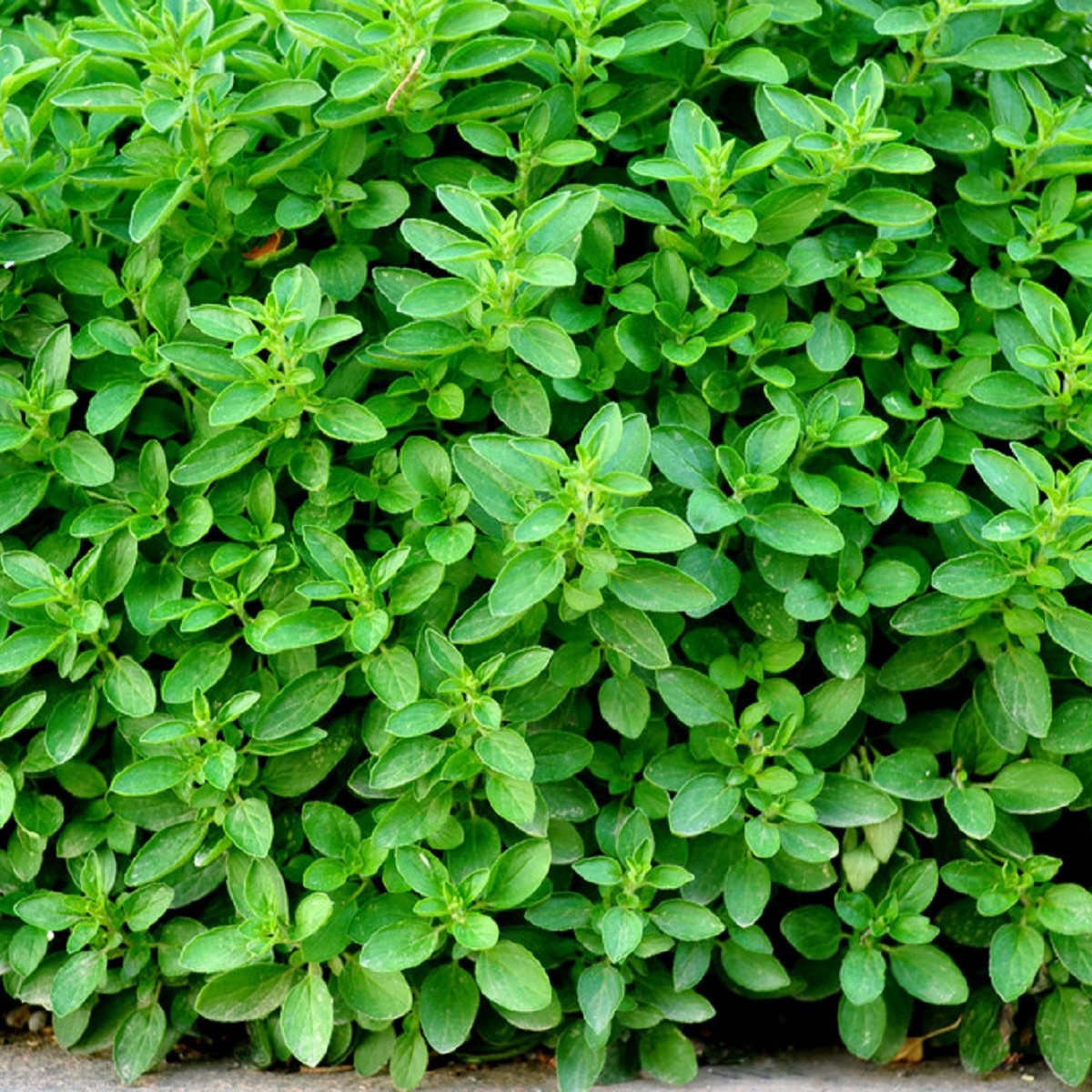 Oregano Zaatar - Origanum syriaca - semena oregana - 25 ks