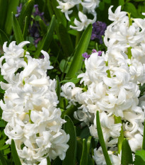 Hyacint plnokvětý Madame Sophie - Hyacinthus - cibule hyacintu - 1 ks