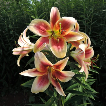 Lilie Debby - Lilium - cibule lilie - 1 ks