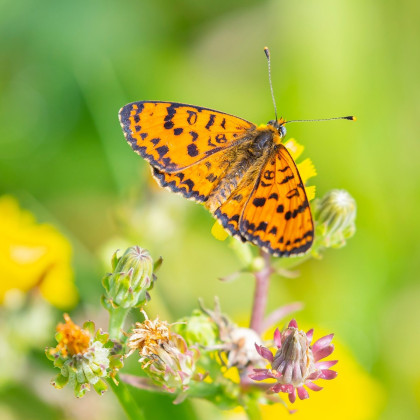Květy medonosné pro včely - semena Golden Line - směs - 10 g