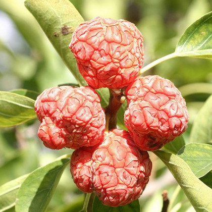 Kudranie - Maclura tricuspidata - nasiona kudranie - 5 szt.