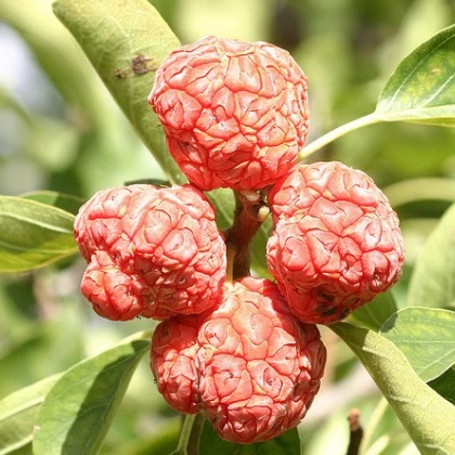 Kudranie - Maclura tricuspidata - nasiona kudranie - 5 szt.